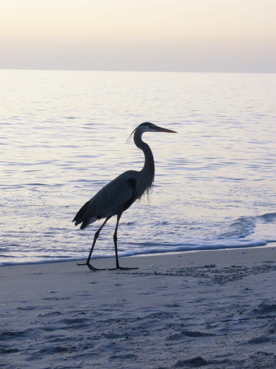 Great Blue Heron - ML208843701