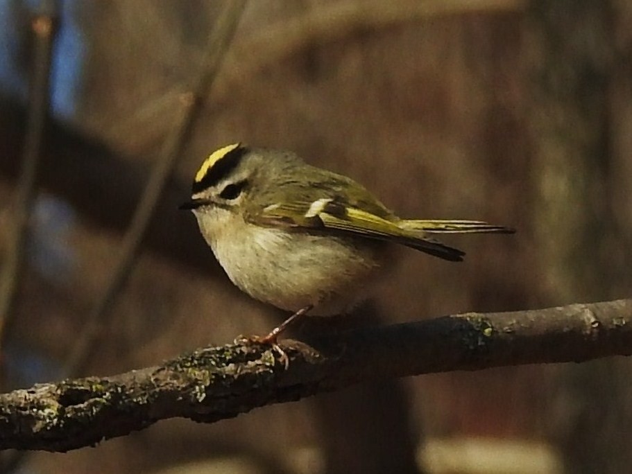 Golden-crowned Kinglet - ML208843781