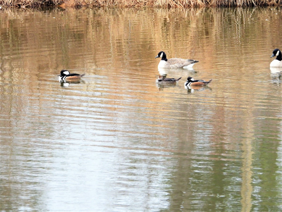 Hooded Merganser - ML208844021