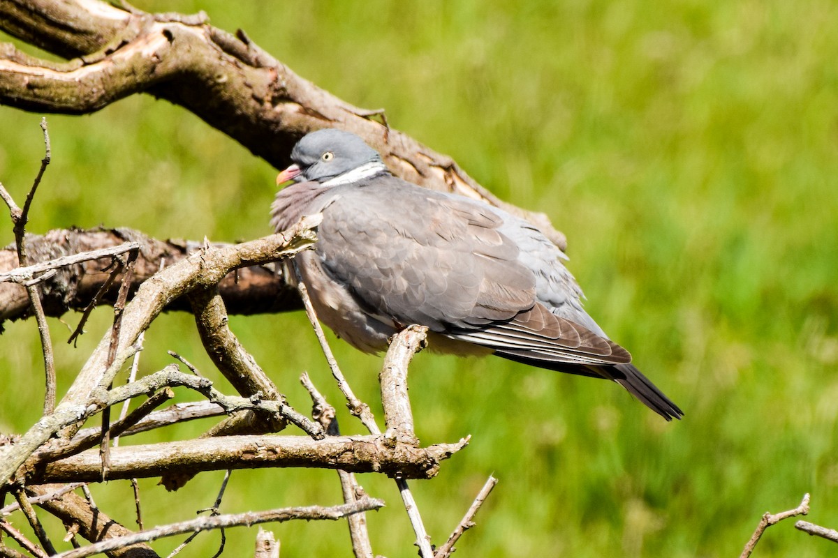 Common Wood-Pigeon - Alison Bentley