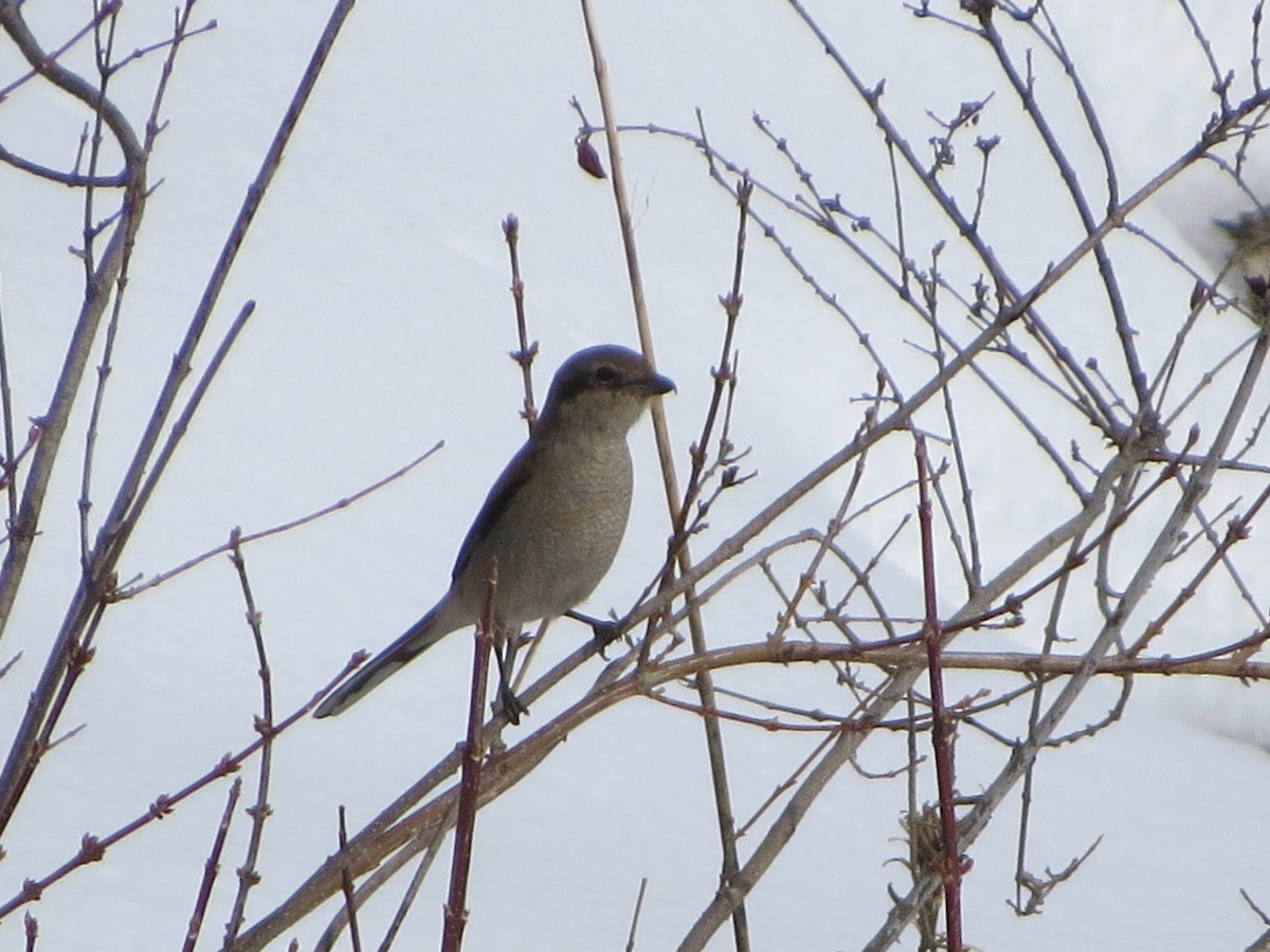 Northern Shrike - ML208846181