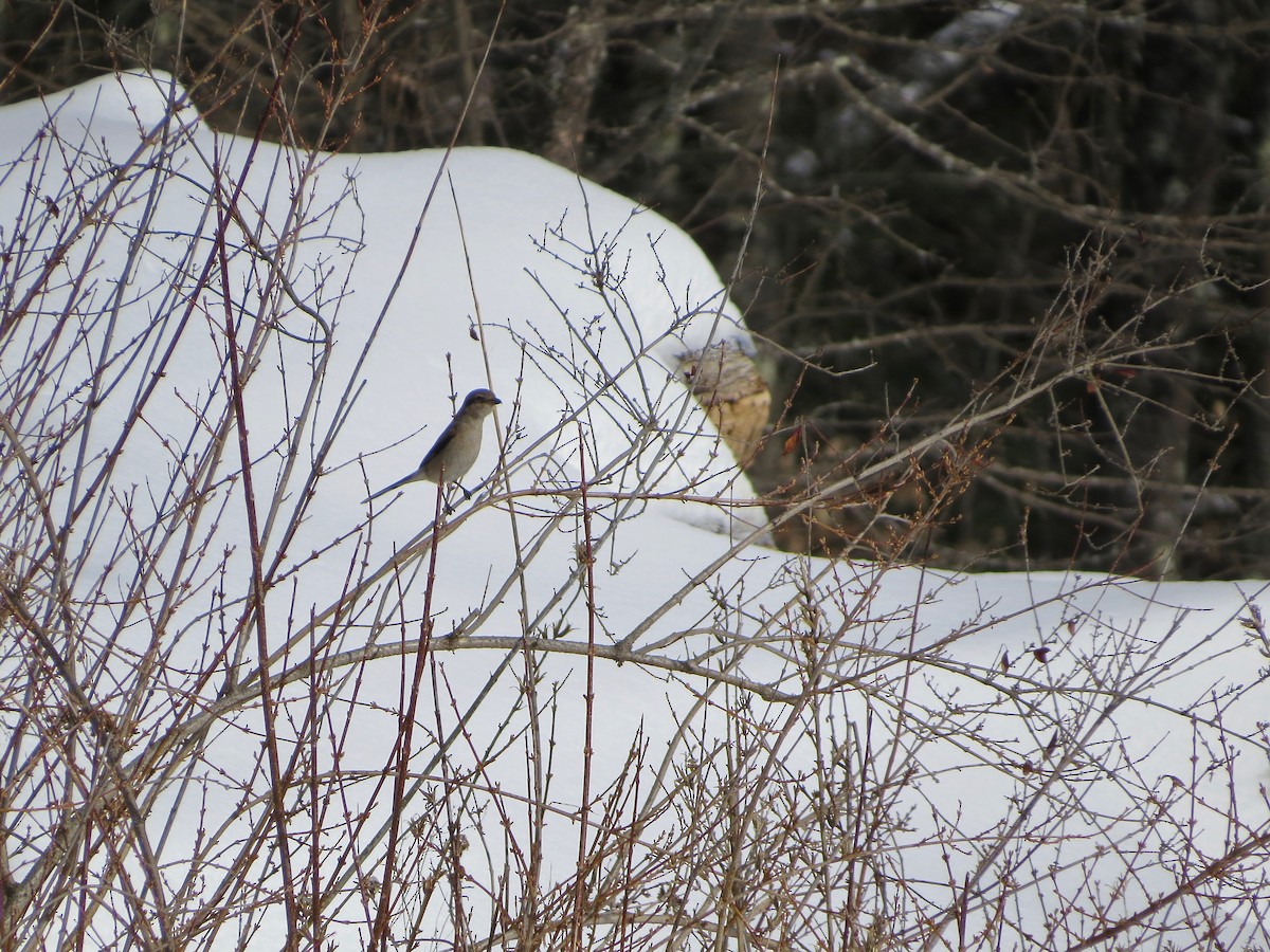 Northern Shrike - ML208846211