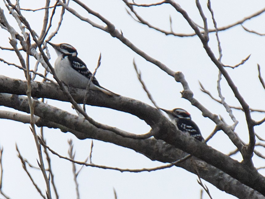 Hairy Woodpecker - ML208847621