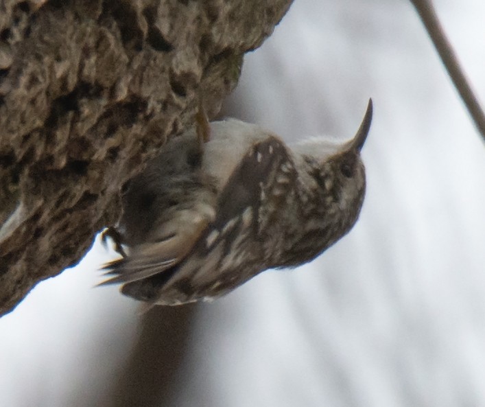 Brown Creeper - Jack and Shirley Foreman