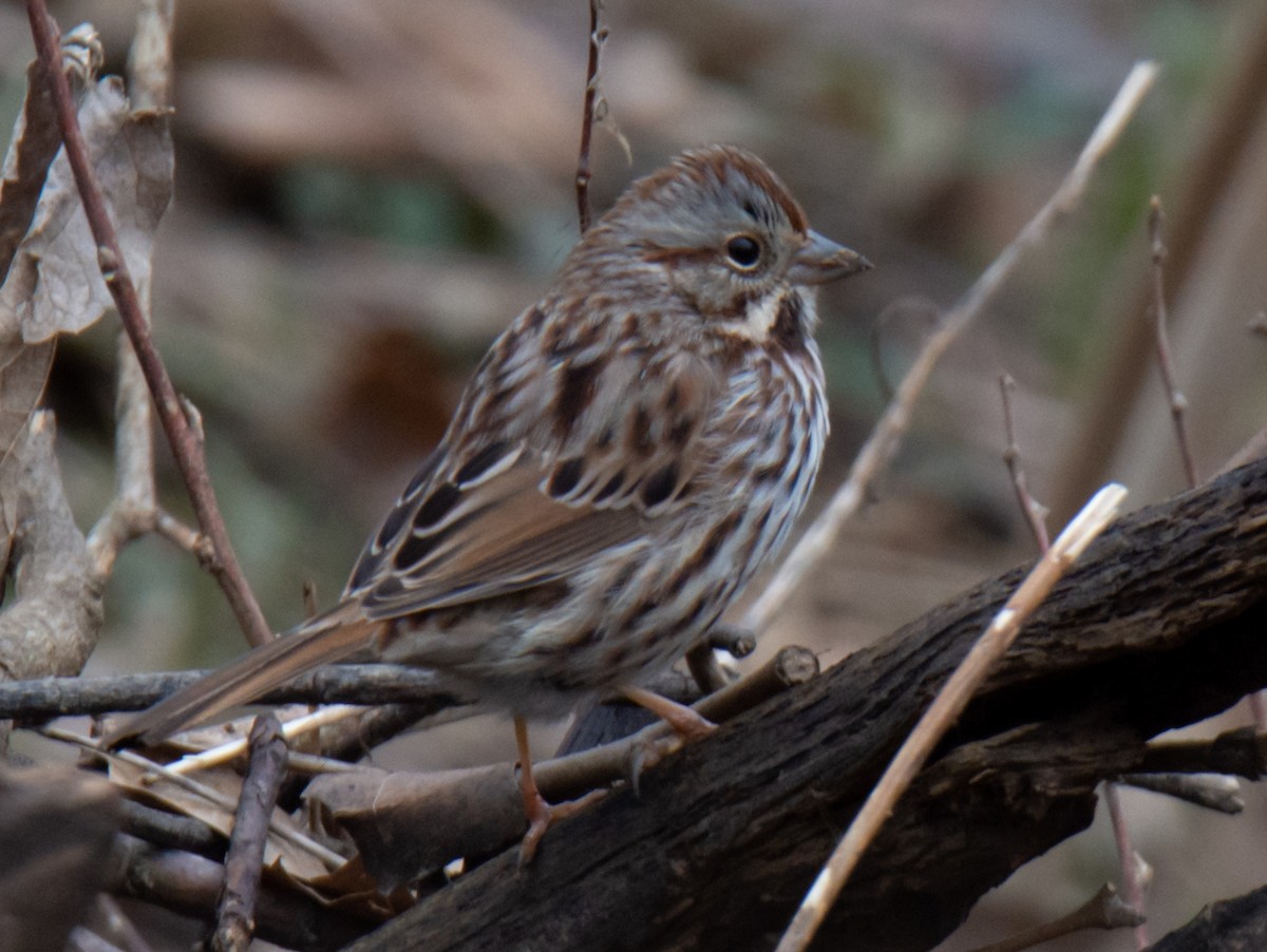 Song Sparrow - ML208847671