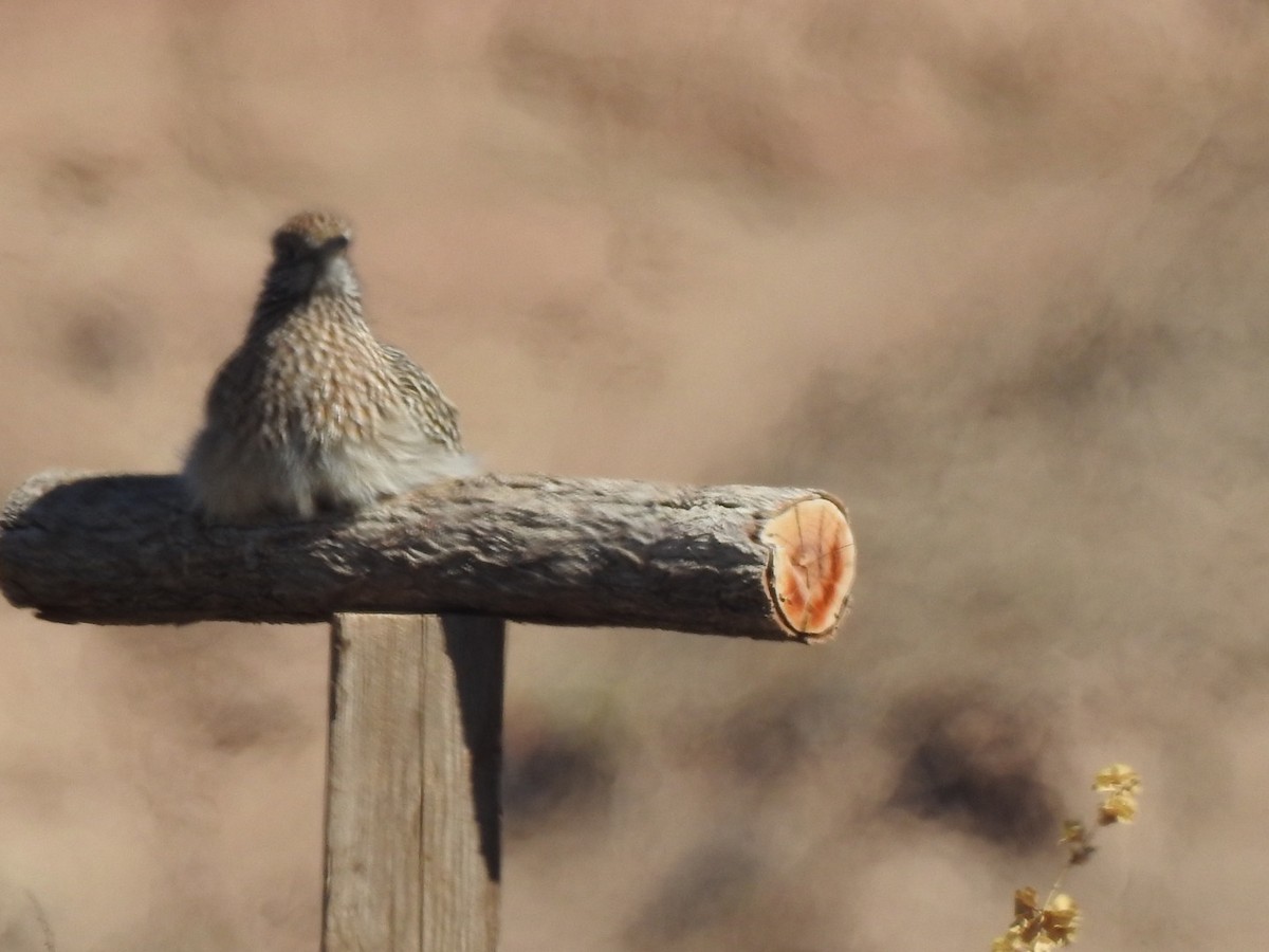 Greater Roadrunner - Laura Wilson