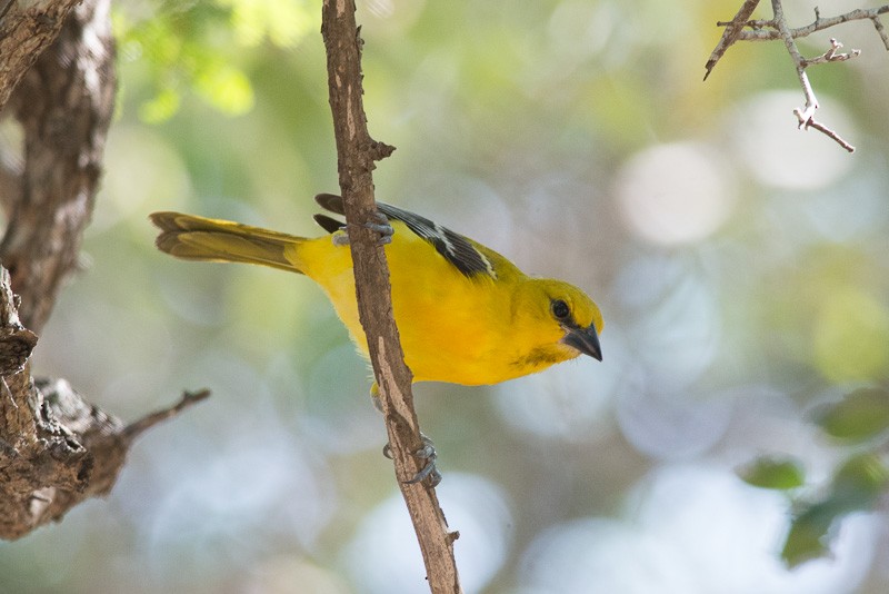 Oriole jaune - ML208848351