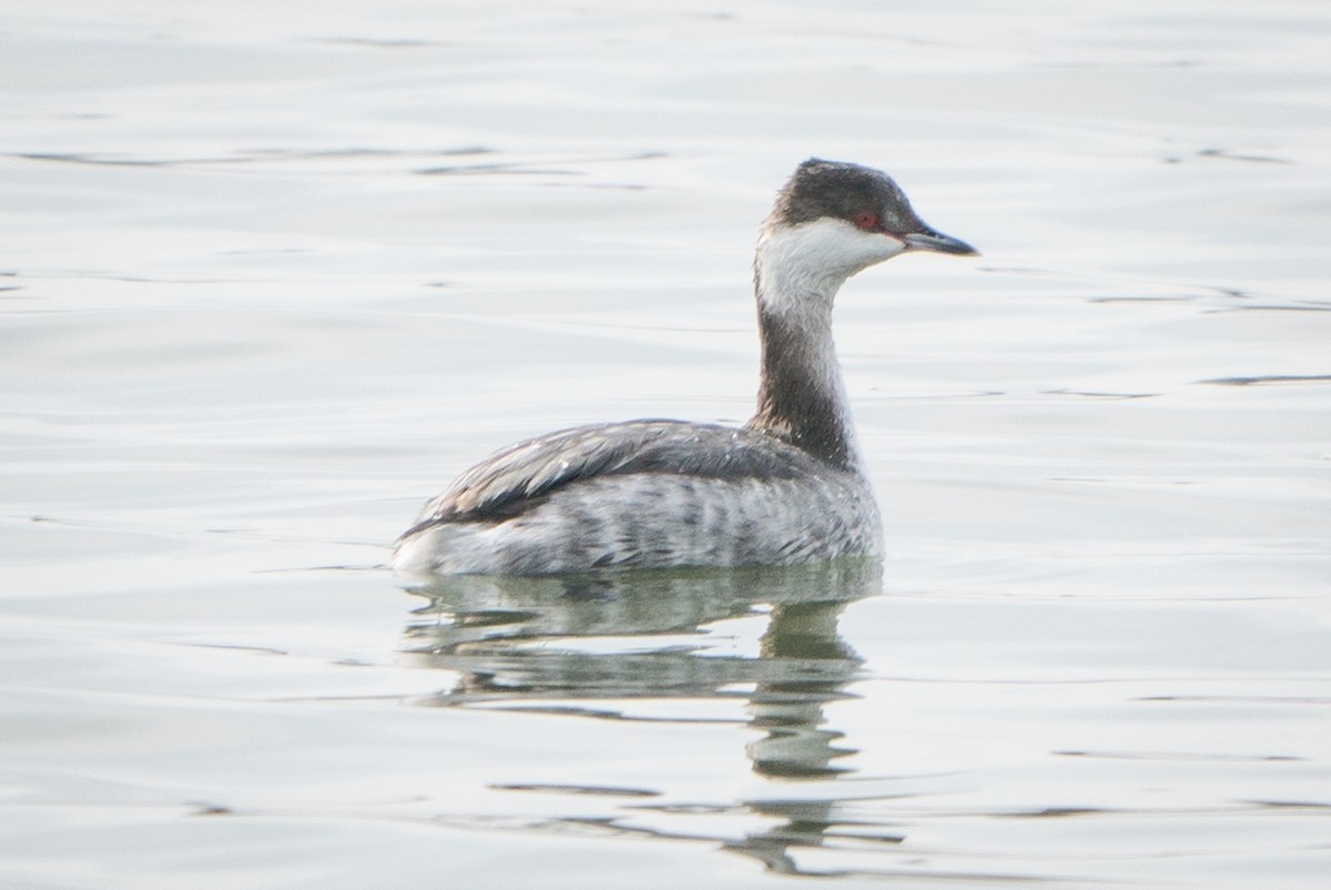 Horned Grebe - ML208848471