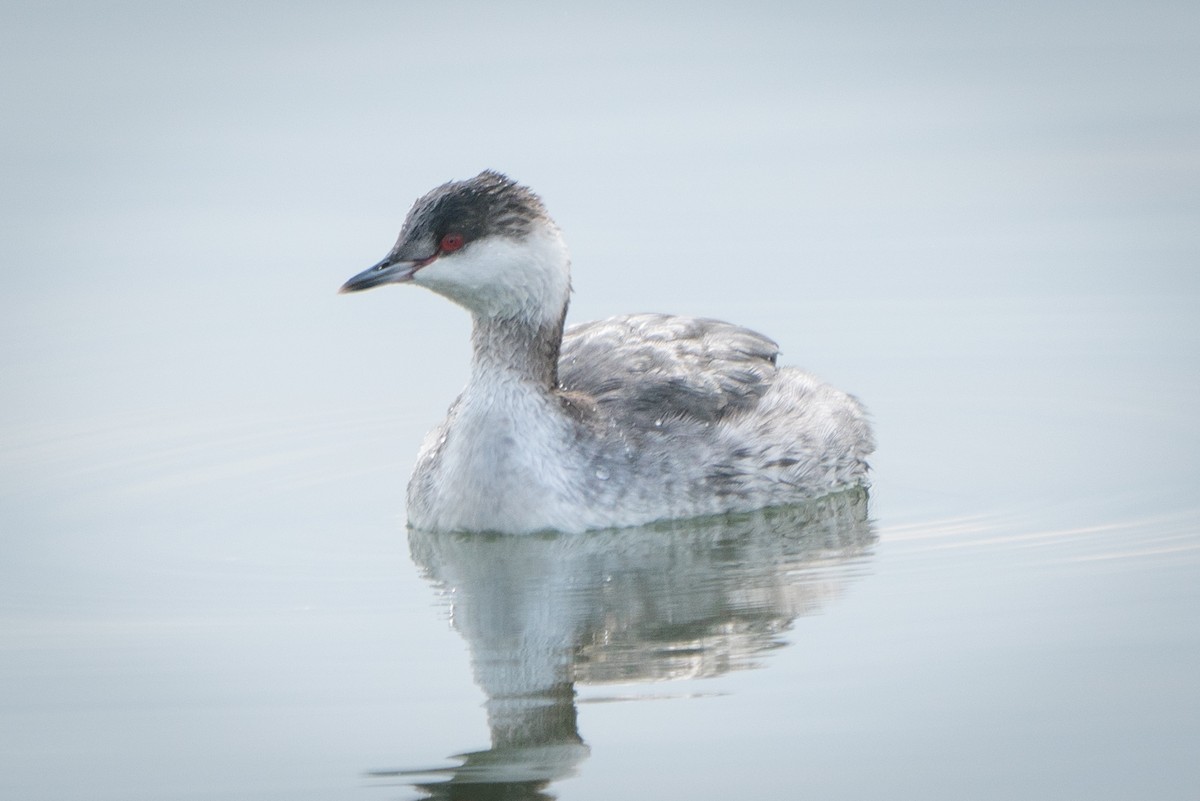 Horned Grebe - ML208848481