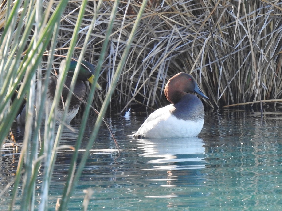 Canvasback - ML208849451