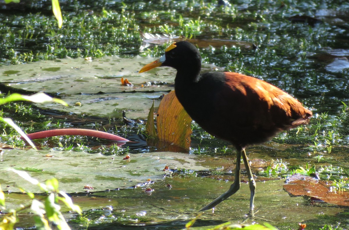 Northern Jacana - ML208851971