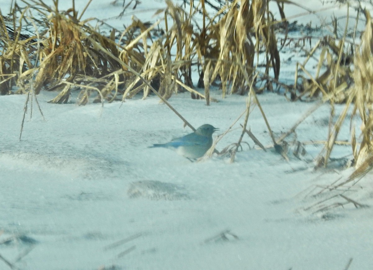 Mountain Bluebird - Nathan Wise