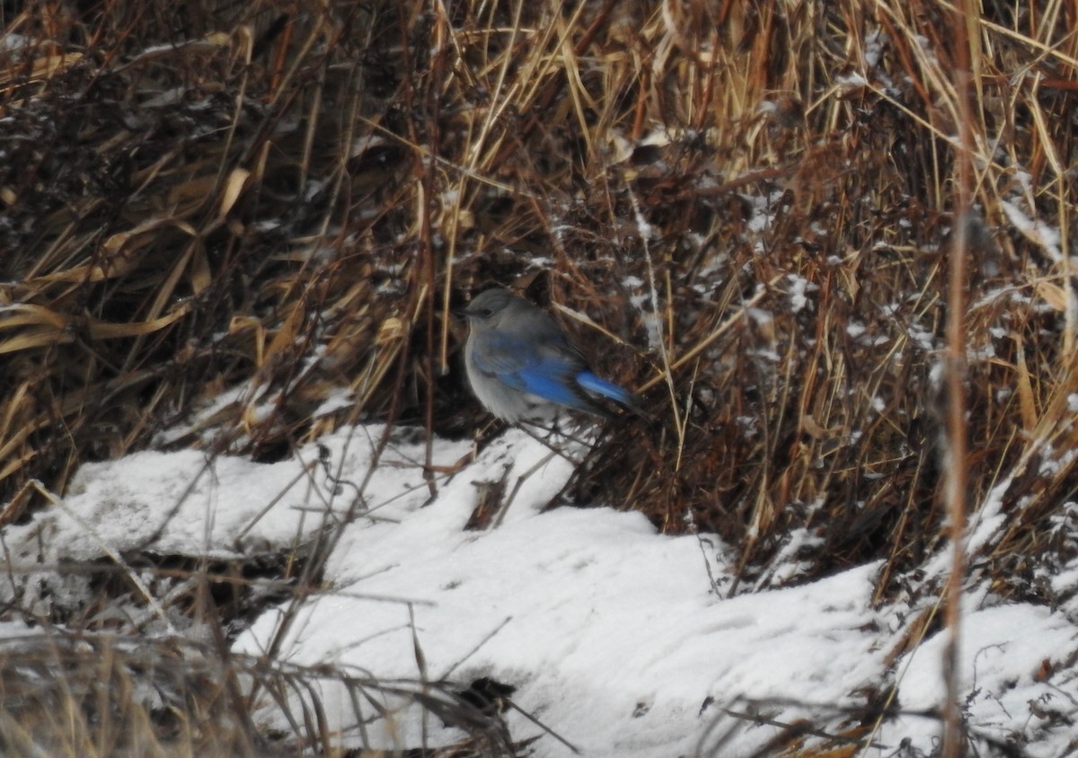 Mountain Bluebird - ML208852761