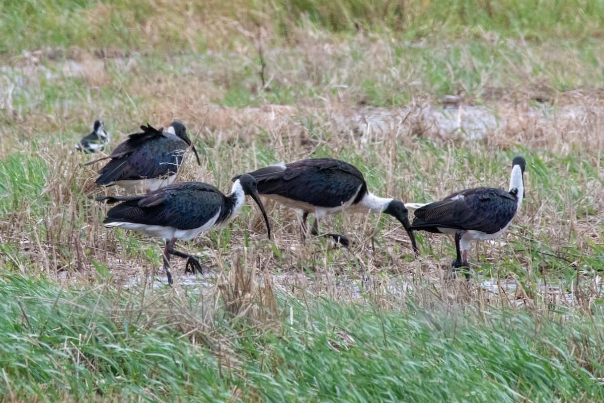 Straw-necked Ibis - Stuart Gower