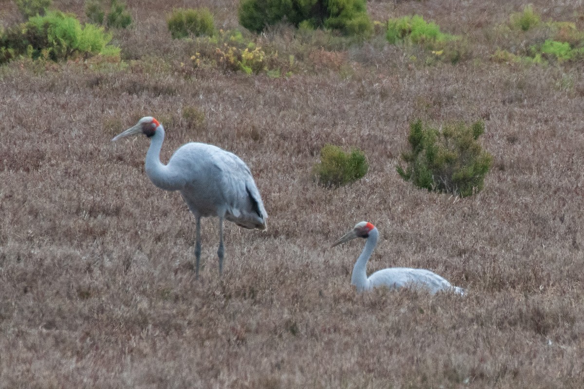 Brolga - Stuart Gower