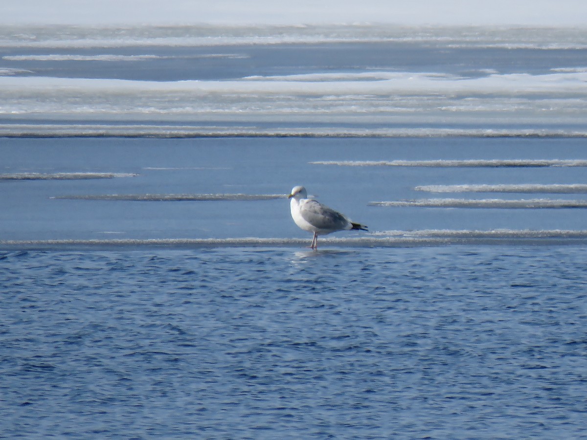 American Herring Gull - ML208854111