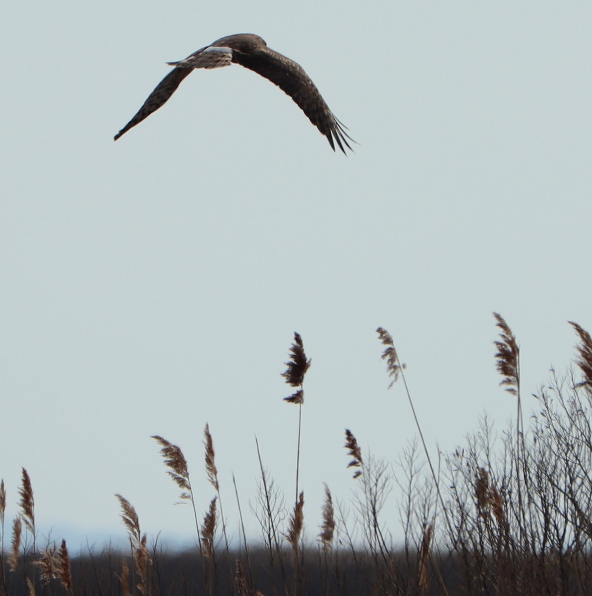 Northern Harrier - ML208854311