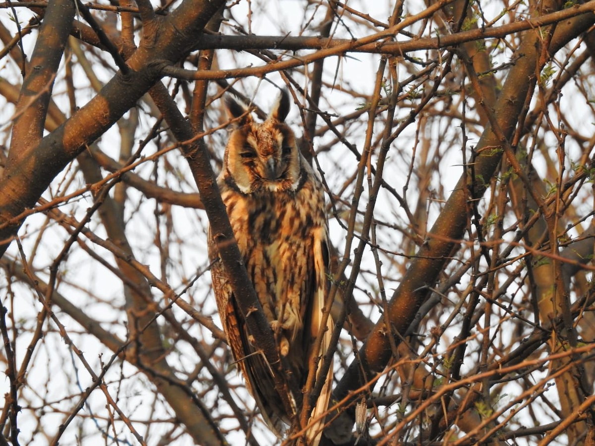 Long-eared Owl (Eurasian) - ML208854861