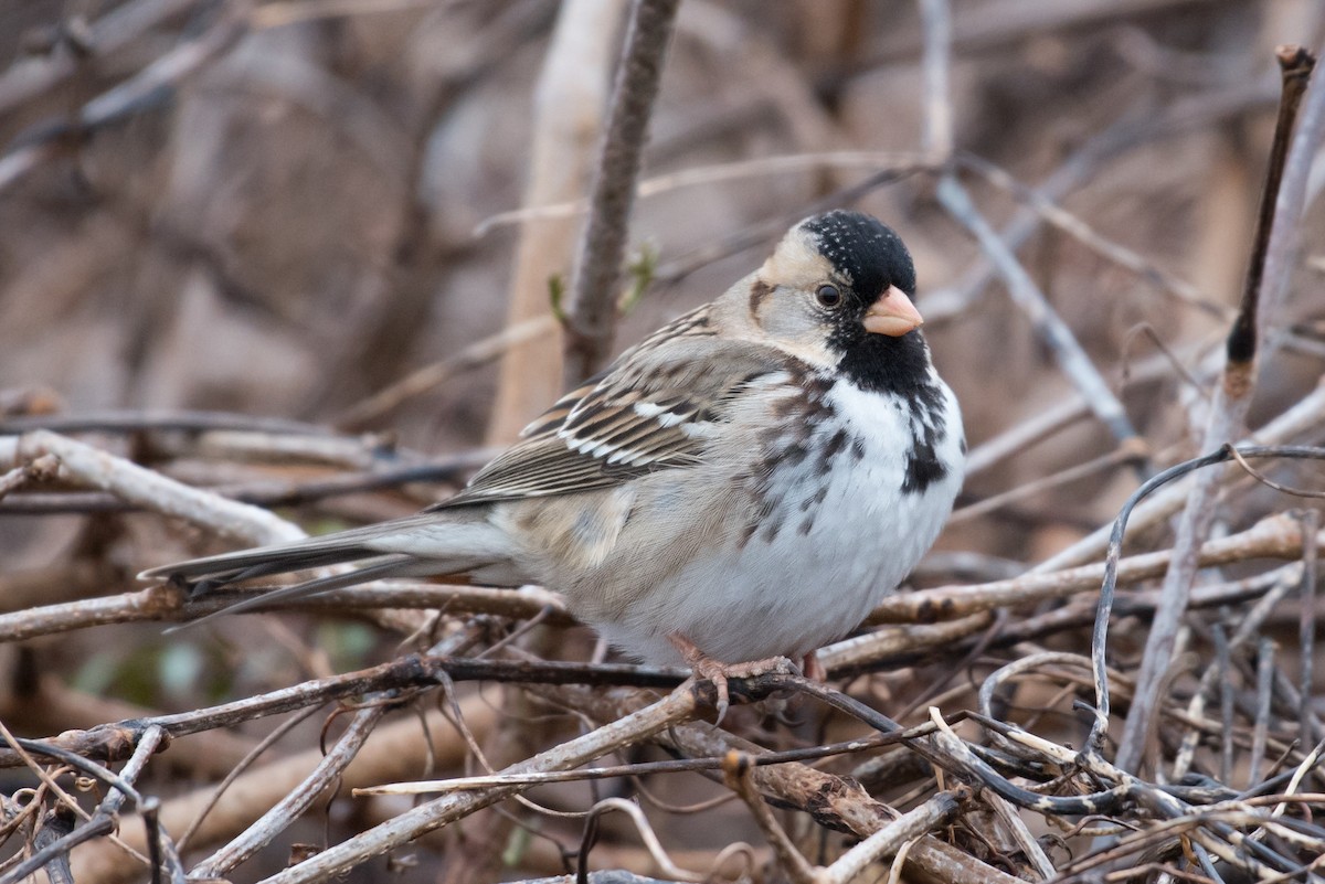 Harris's Sparrow - ML208854981