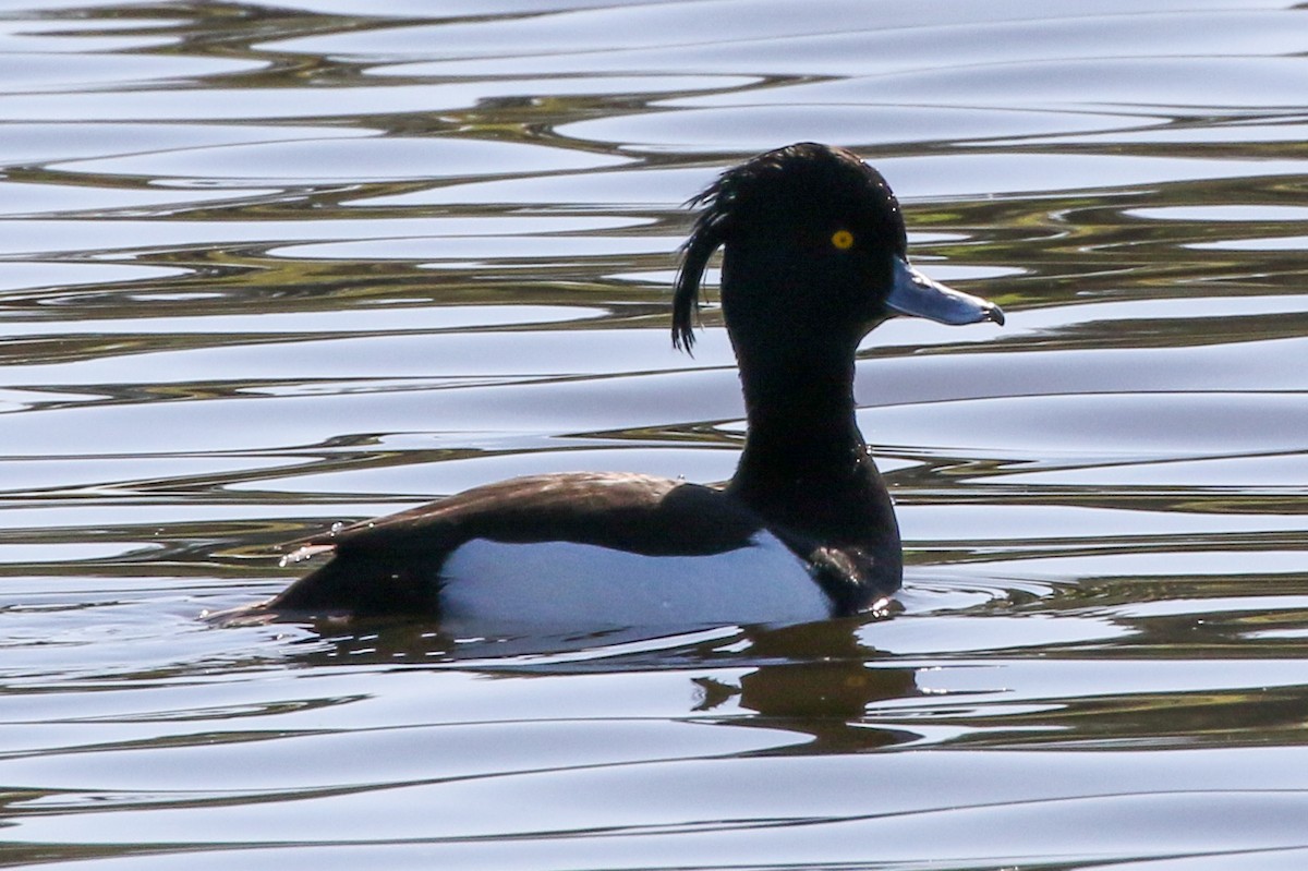 Tufted Duck - ML208855311