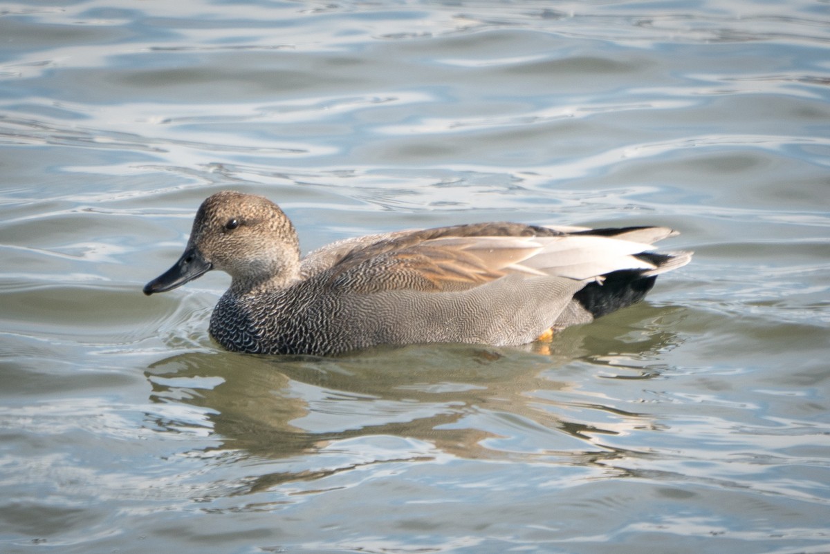 Gadwall - Ed McGee