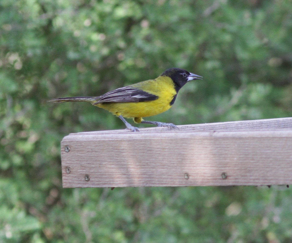 Audubon's Oriole - Roy Morris