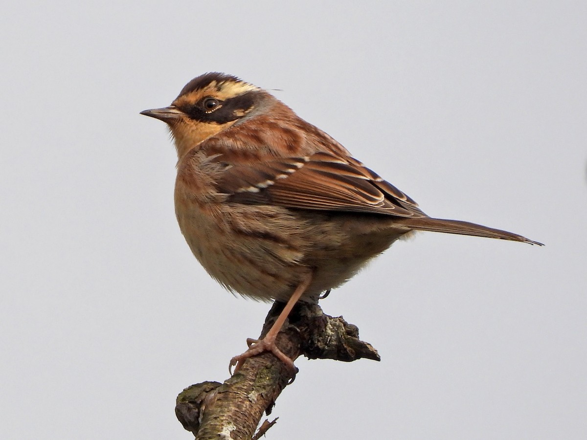 Siberian Accentor - Andrew Ray