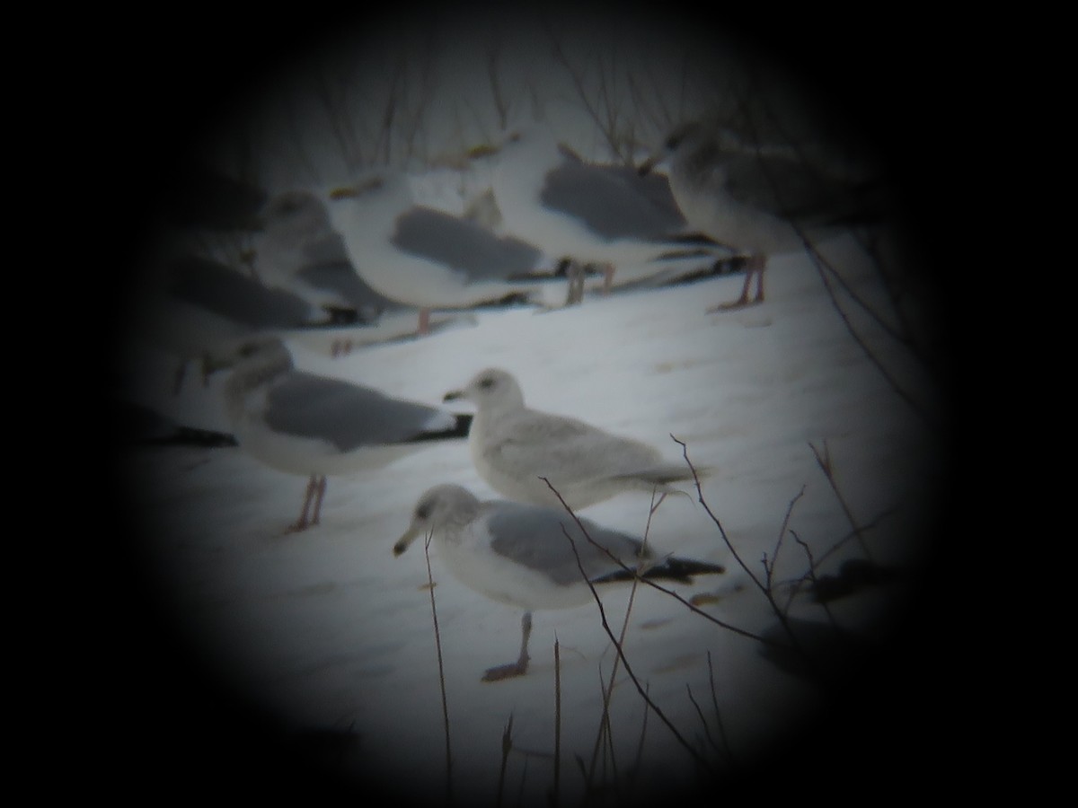 Iceland Gull - ML208862831