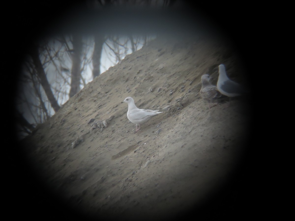 Gaviota Groenlandesa - ML208862851