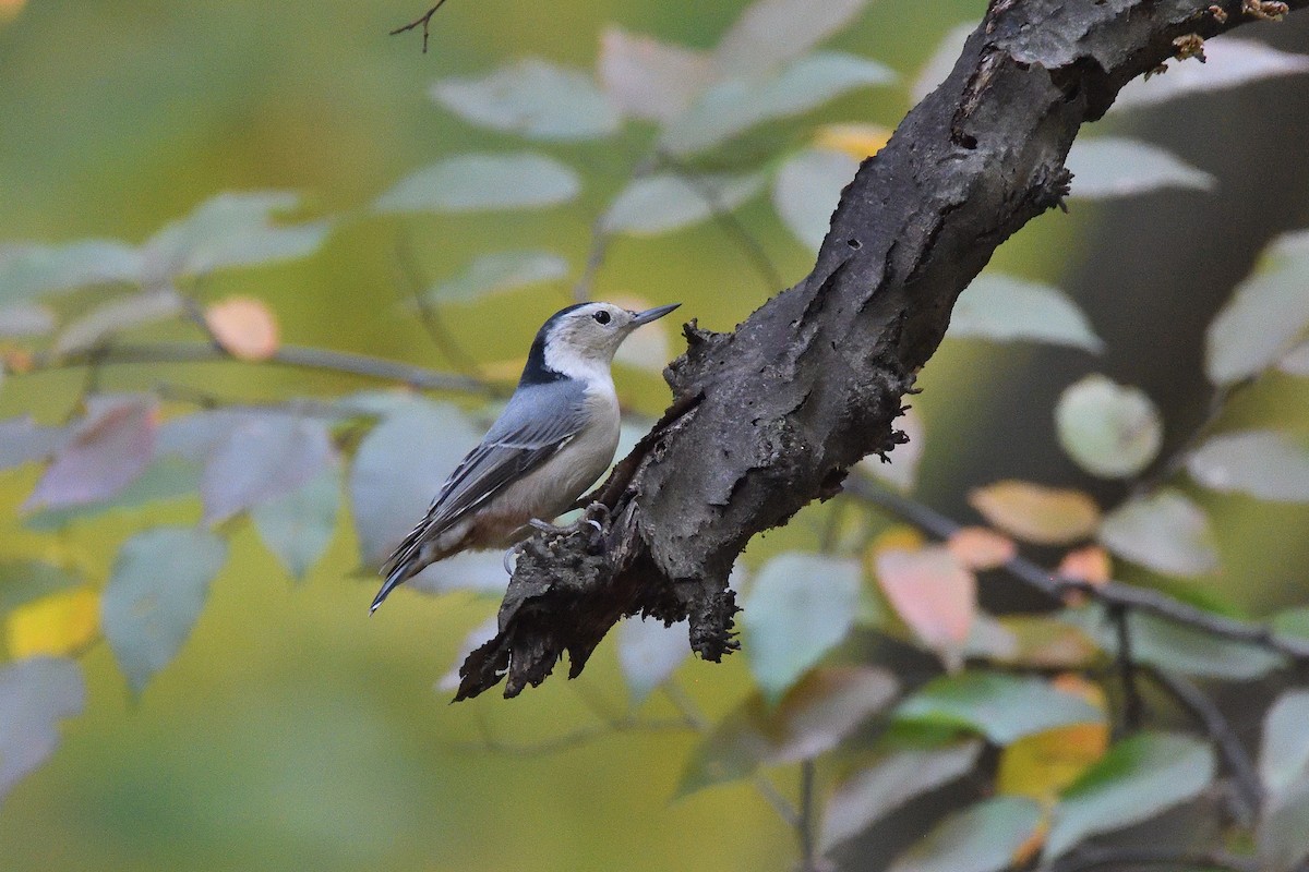 White-breasted Nuthatch (Eastern) - ML208864121