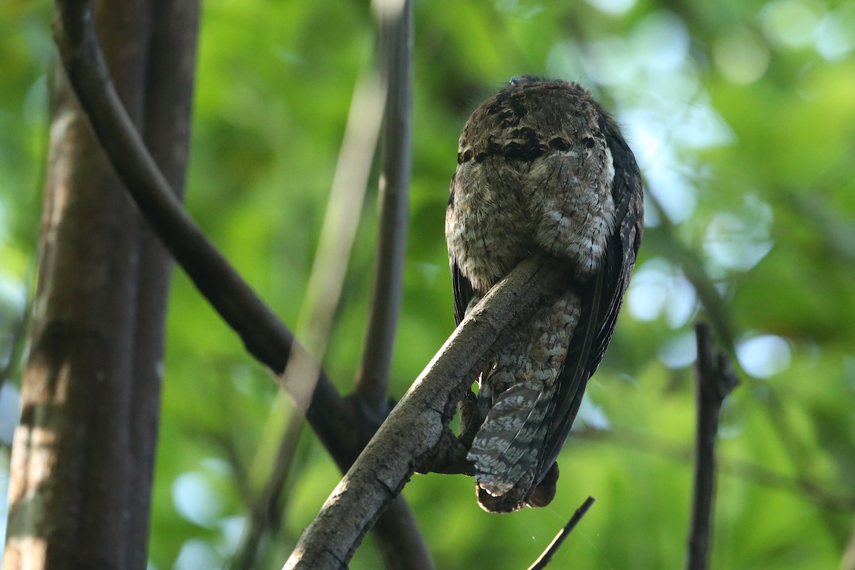 Common Potoo - ML208864361