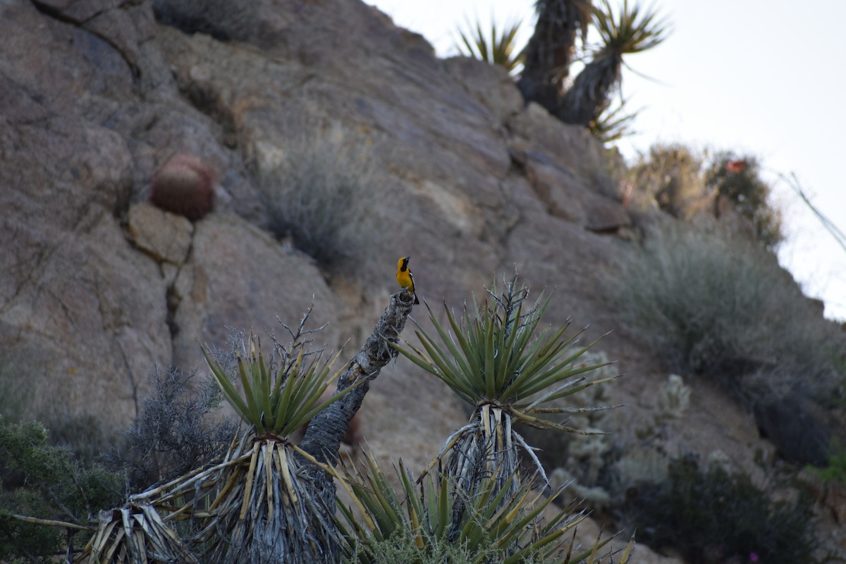 Hooded Oriole - ML208864731