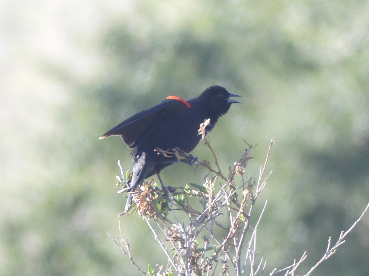 Red-winged Blackbird - ML208866341