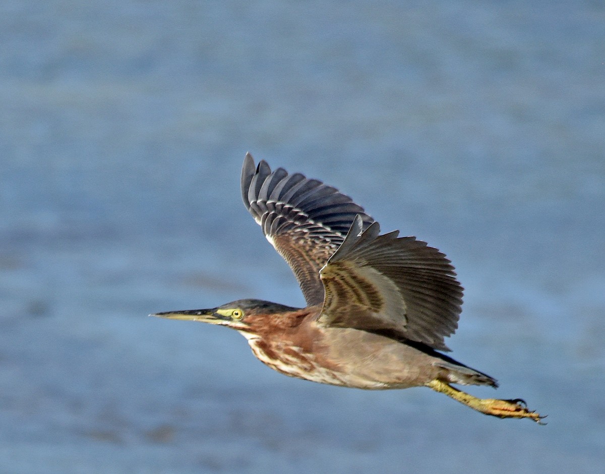 Green Heron (anthonyi) - ML208866831