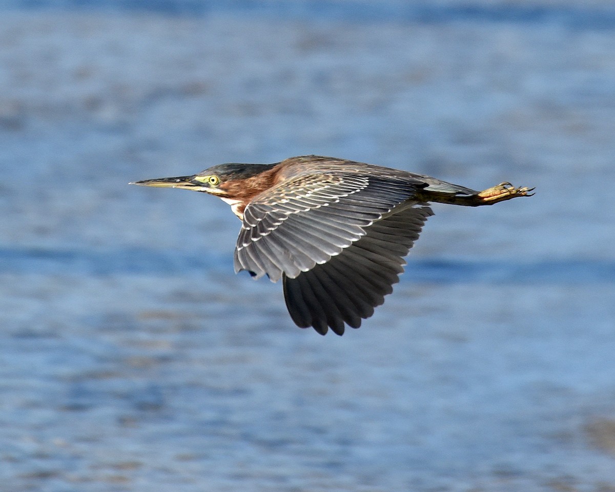 Green Heron (anthonyi) - ML208866841