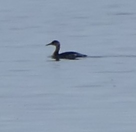 Red-necked Grebe - ML208868921