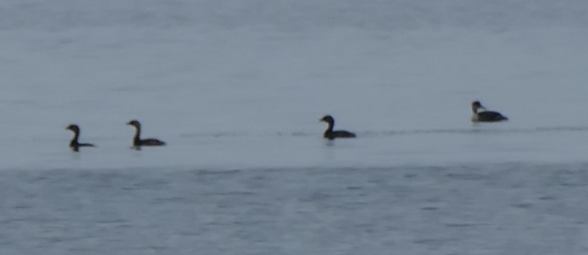 Red-necked Grebe - ML208869001