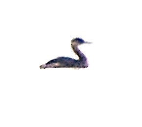 Red-necked Grebe - ML208869141