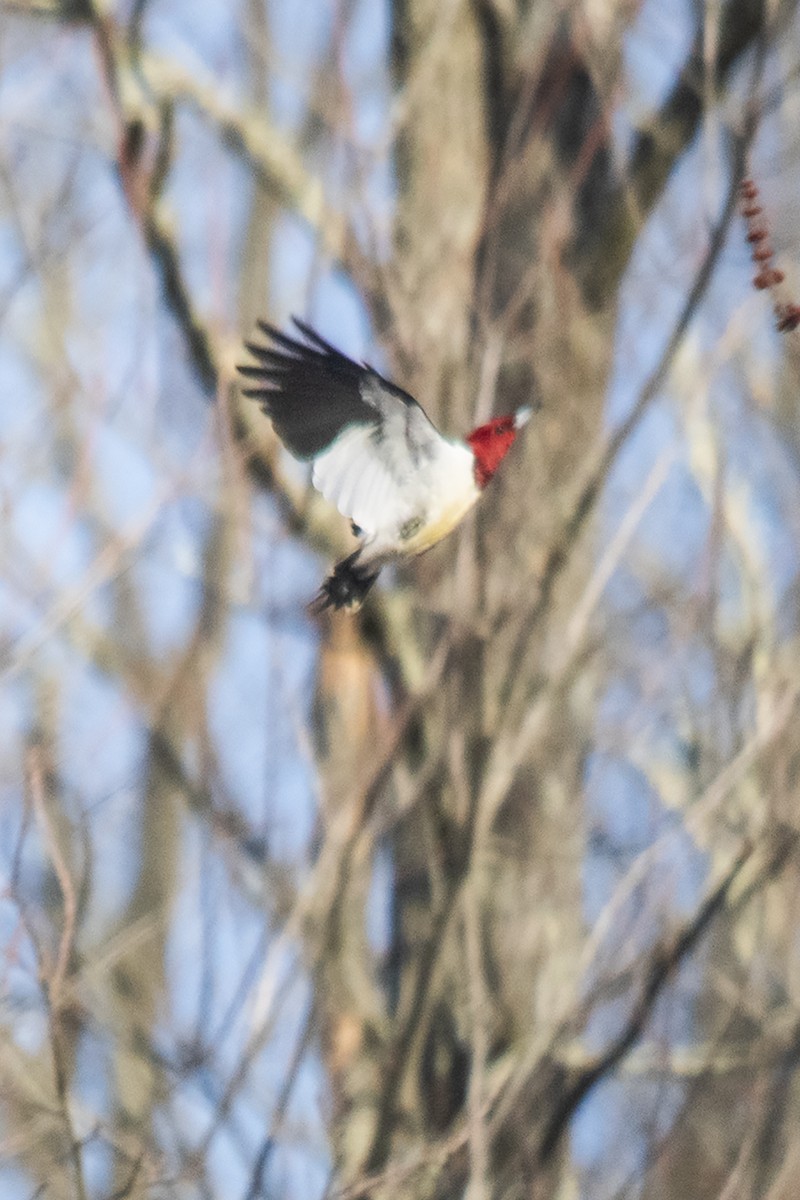 Red-headed Woodpecker - Bonita Portzline