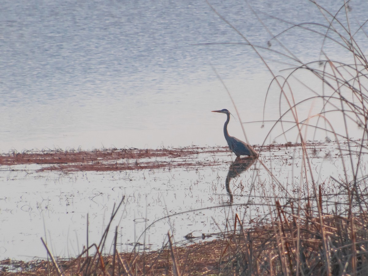 Great Blue Heron - Edward Celedon