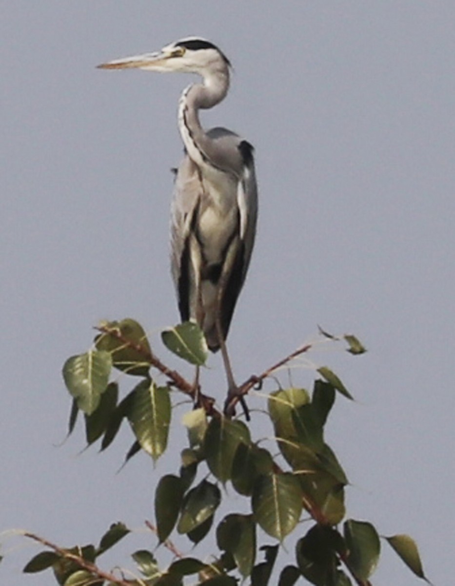 Gray Heron - Ganpat Deshmukh