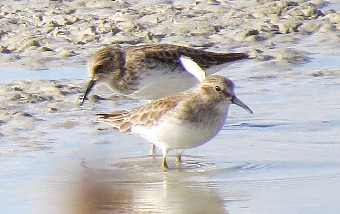 Least Sandpiper - Denise Hughes