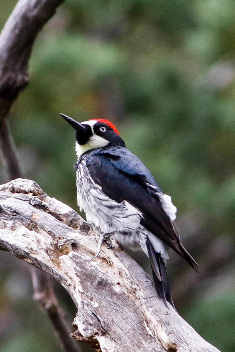 Acorn Woodpecker - Byron Stone