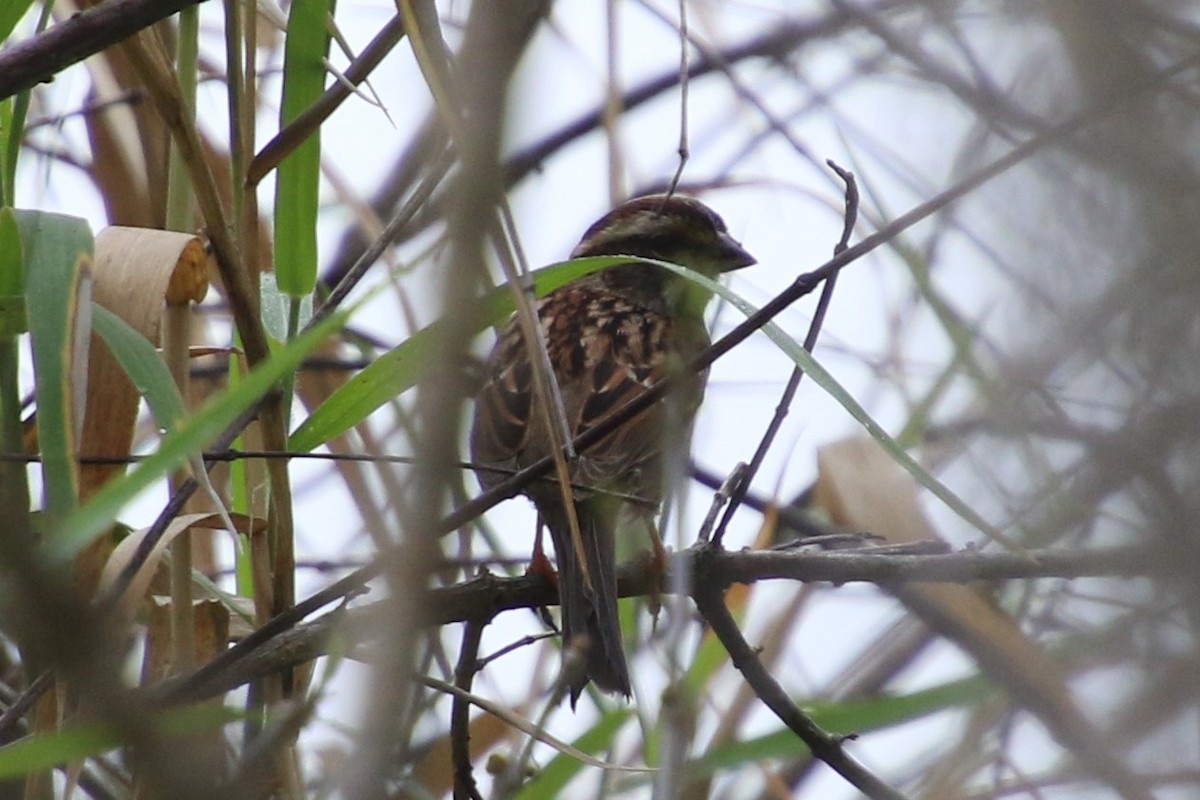 White-throated Sparrow - ML208872381