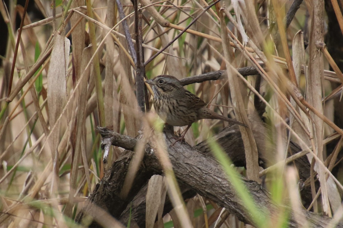 Lincoln's Sparrow - ML208872501