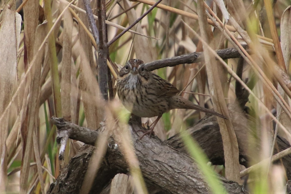 Lincoln's Sparrow - ML208872511