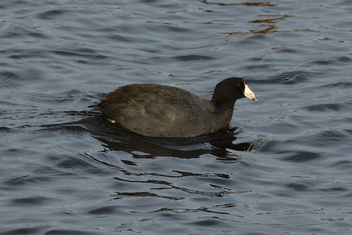 American Coot - Melissa Barker