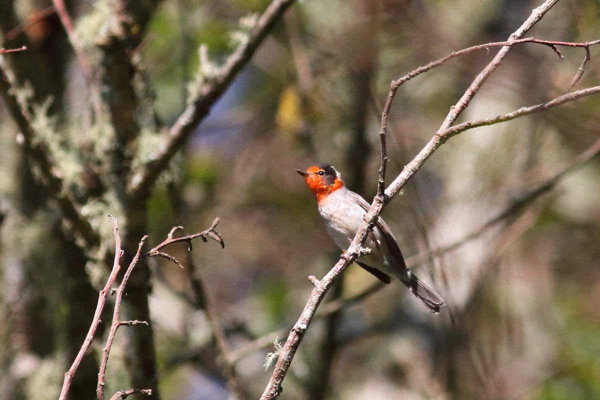 Red-faced Warbler - ML208873841