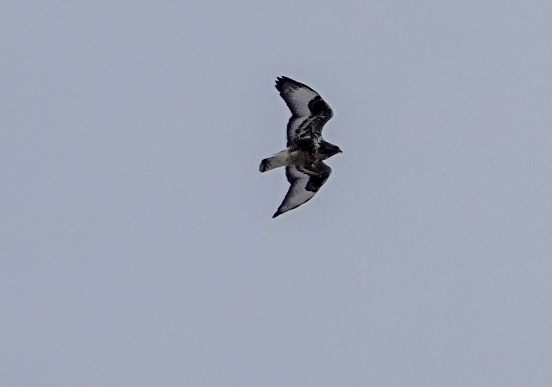 Rough-legged Hawk - Gale VerHague