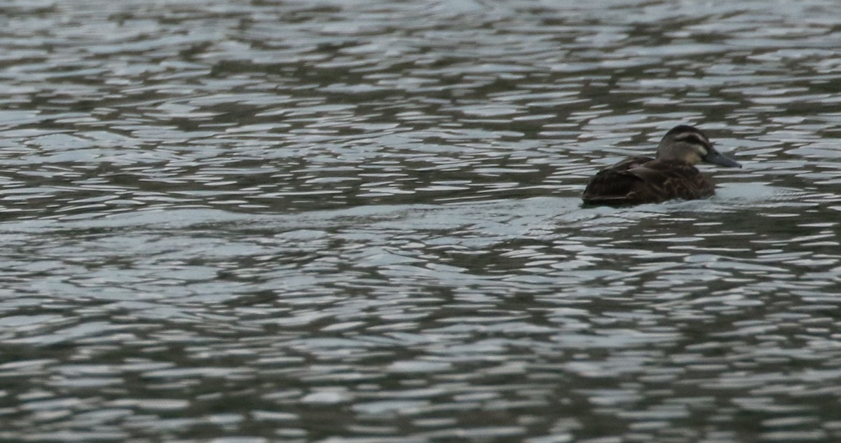 dabbling duck sp. - ML208874211